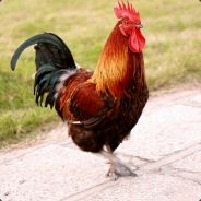 处决动画特约嘉宾