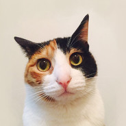 厨房新手（人菜瘾大版