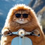 Orange Cat