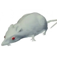 Rato branco canseira