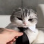 кошачий пердеж