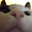 zombiecat