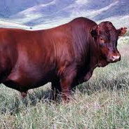 DANAZOR- - steam id 76561198365546600