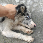 努力上班的小明