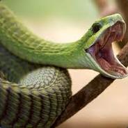 Boomslang