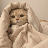 你彳亍不彳亍啊丶细狗