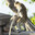 Macaquinho Jr