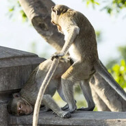 Macaquinho Jr