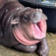 Tinyporky