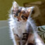meow