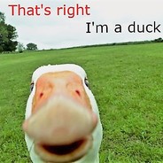Im A Duck On Quack