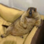 puca's avatar