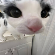 потею за эло - steam id 76561199470985829