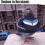 Legendary Pidgeon