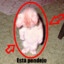 Pleint TR