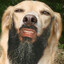 Avatar of slothsgoslow