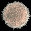 Lymphocyte NK