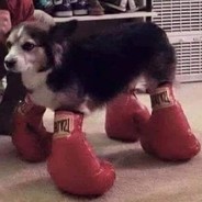 Cachorro de Luvas de Box 🥊