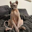 Bald Bad Cat ( BBC )