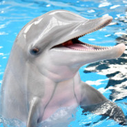 Flipper - steam id 76561197963164661