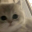 忧郁小猫