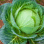 Cabbage