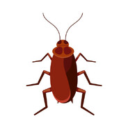 Big Roach