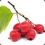 HawthornThistleberry