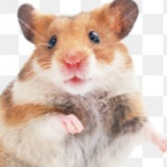 Hamster