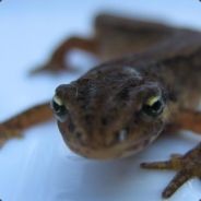 C-B's | FaZor *DK* - steam id 76561197963189592