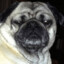 Pugxsi