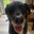 douge Steam avatar