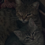 ne tut - steam id 76561198164471486