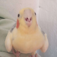 TheRealBirb