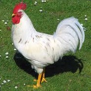 Small White Cock