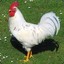 Small White Cock