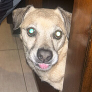 GangstaDawg432