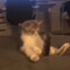 小猫钩子梆硬