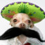 Poncho the Mexican Chihuahua