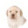 Dog™