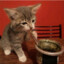 Gato Mate