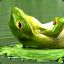 GreenAmphibian