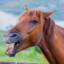 horse