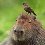 Baasel