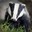 Spicy Badger