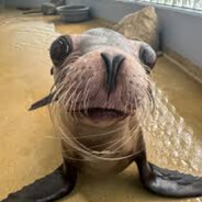 Master Sergeant Sealion's avatar
