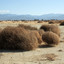 tumbleweed