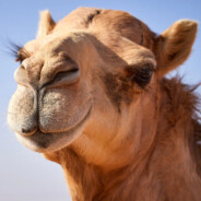 Camal - steam id 76561199105553478