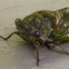 Samuel The Cicada