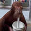 chai